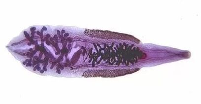 Koshachi ή siberian bicarry