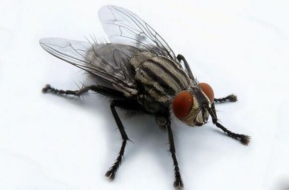 Πετάξτε ως φορέας ανθρώπινων παρασίτων